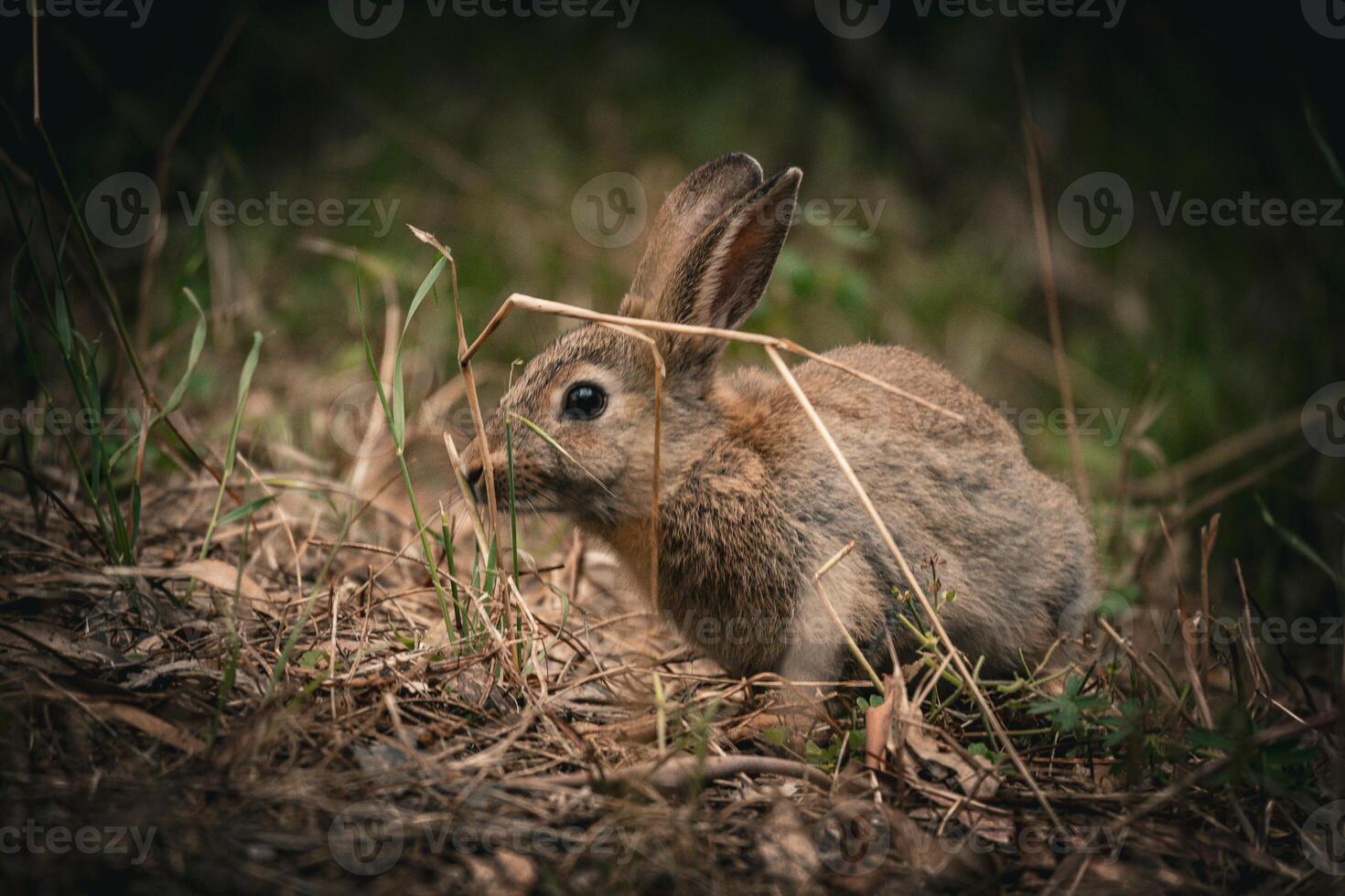 Foraging Rabbit at Dusk photo