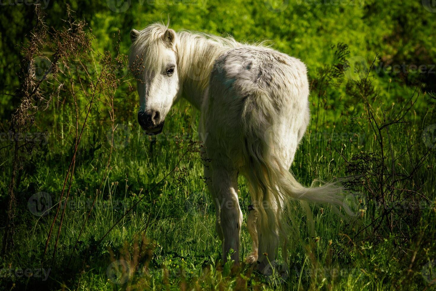 salvaje blanco caballo en verde prado foto