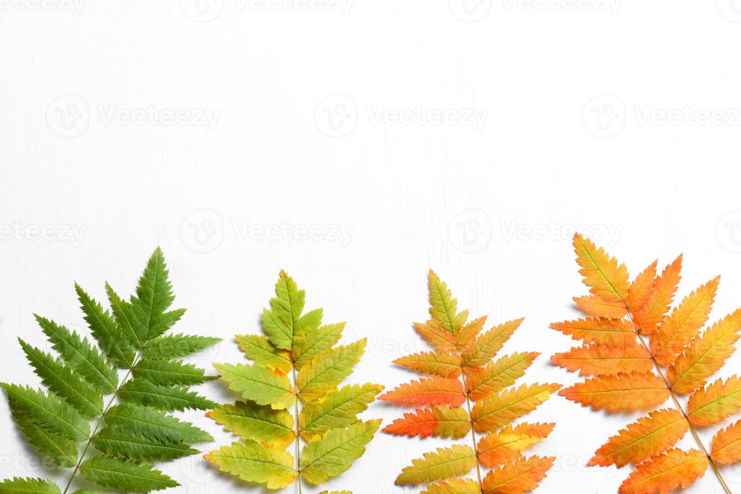 Leaves from green to red are well suited for autumn decorations photo