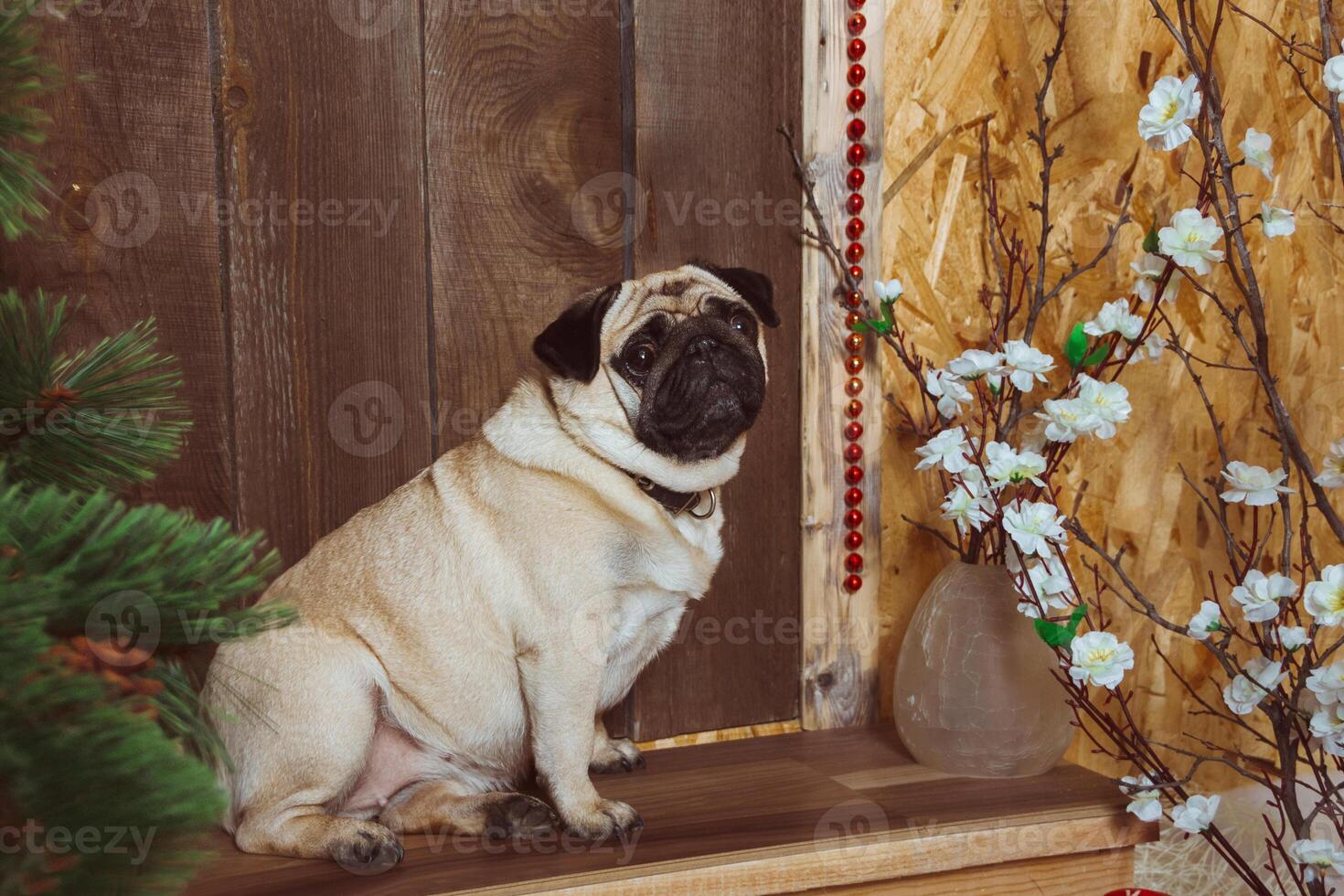 The mops is sitting on the steps near the door of the house. A cute dog is like a pet photo