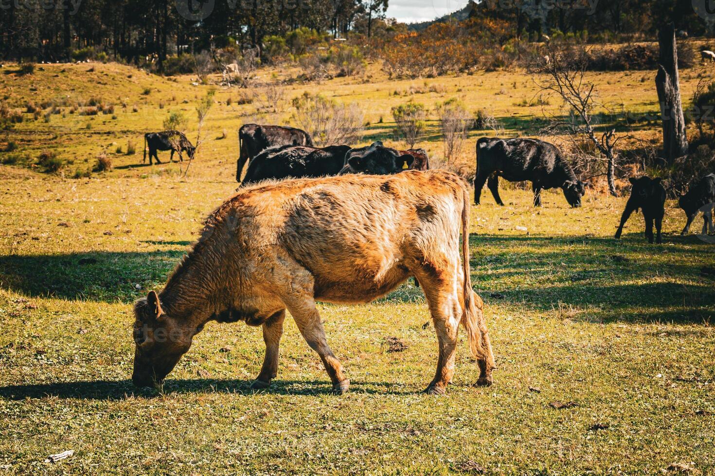 Rural Grazing Calm photo