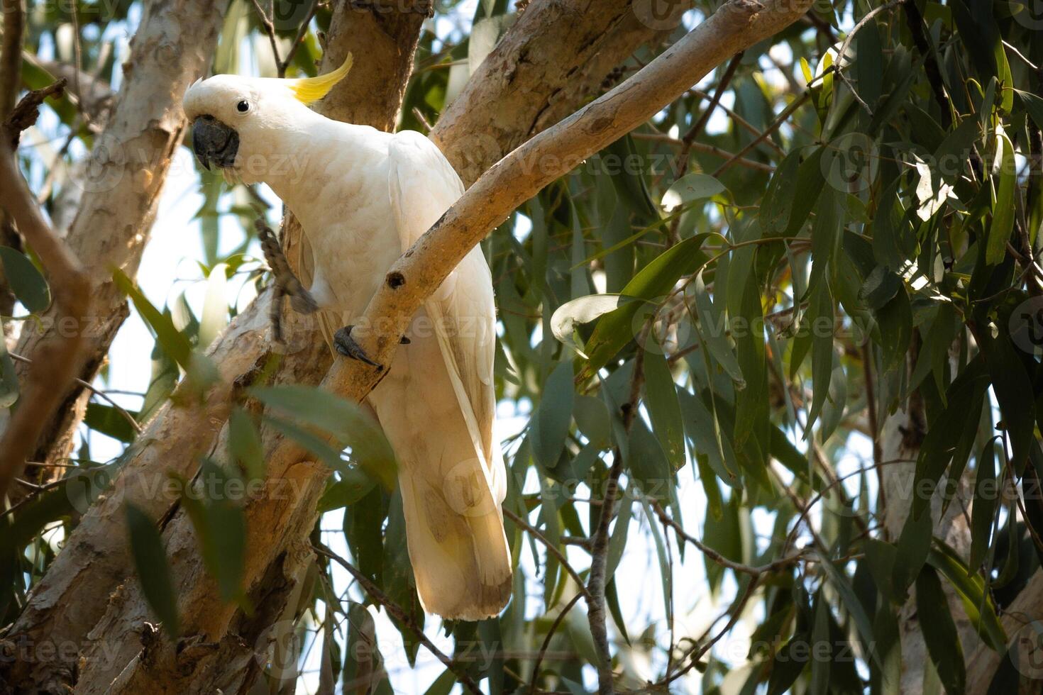 Cockatoo Perch one photo