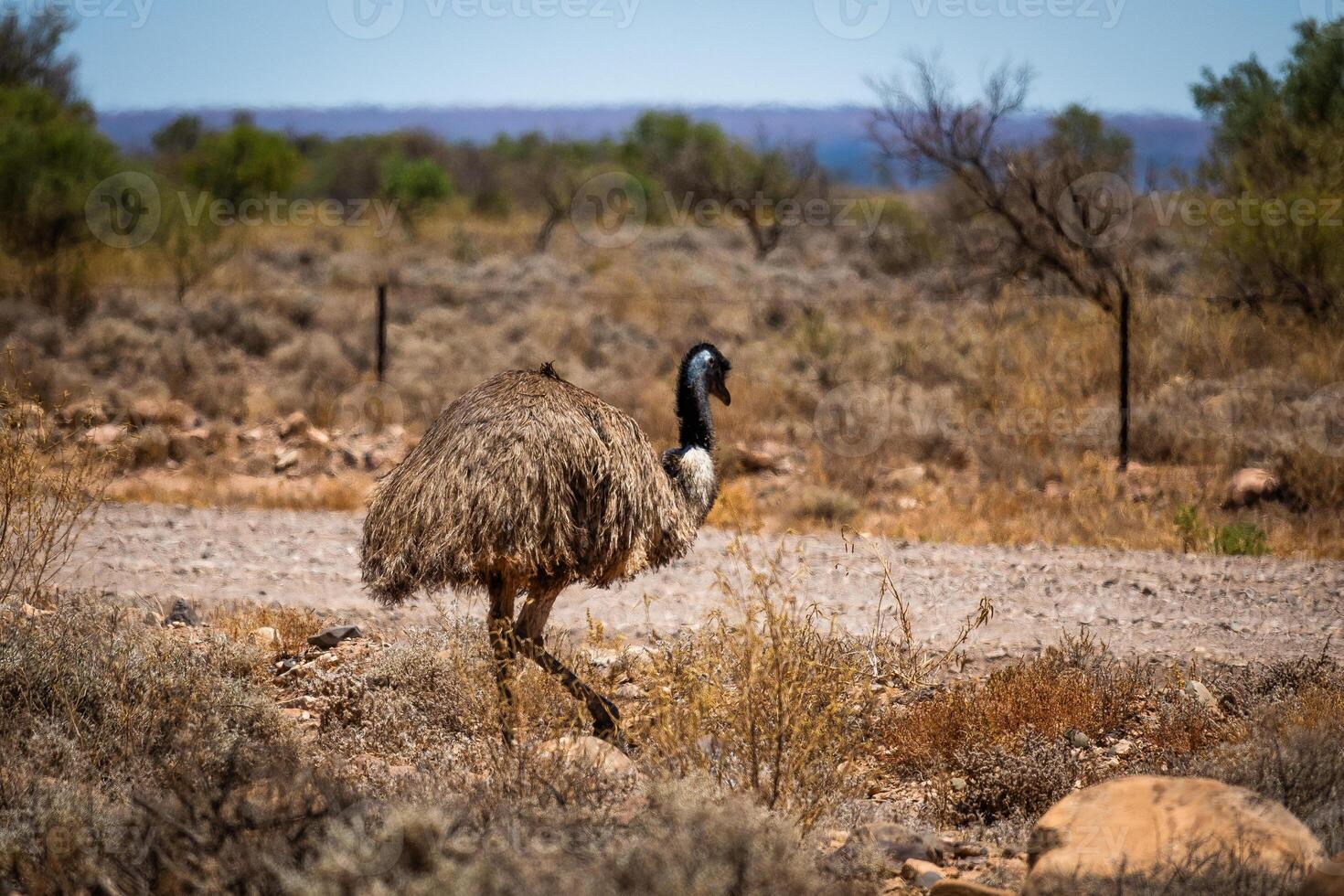 Curious Emu Wandering in the Outback Wilds photo