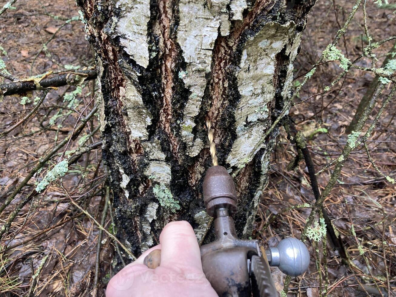 Extraction of birch sap using an industrial method photo