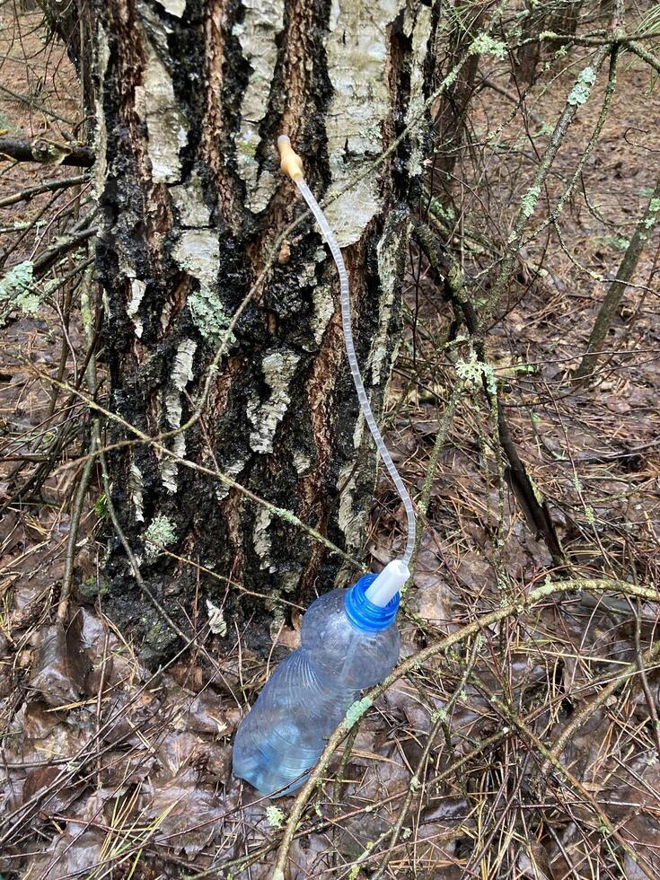 Extraction of birch sap using an industrial method photo