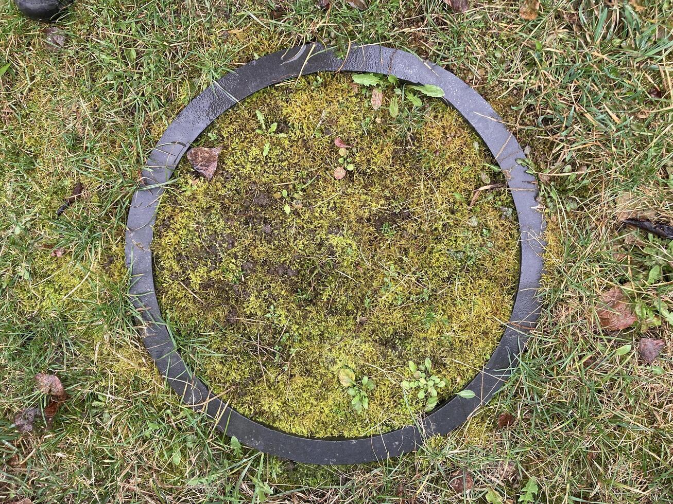 Grass grew in the spring in the garden plot photo