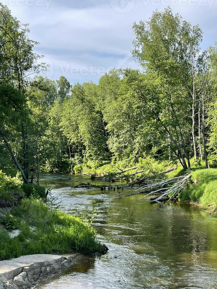 Beautiful landscape, small river in the forest photo