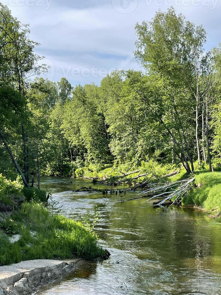 hermosa paisaje, pequeño río en el bosque foto