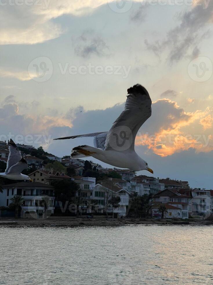 Seagull flying near the Princes' Islands at sunset, Turkey photo