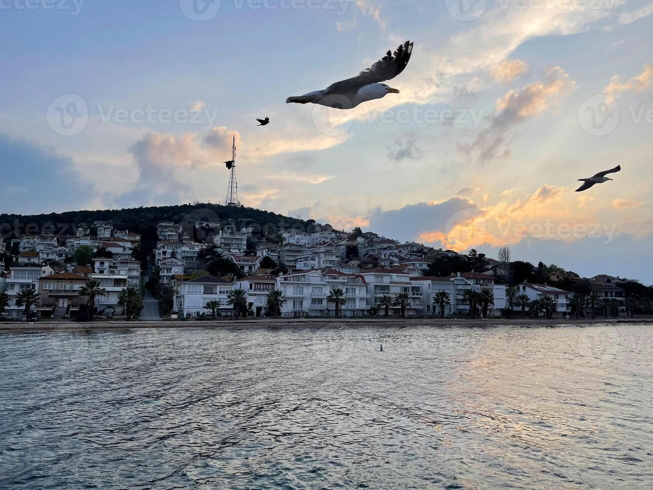 Seagull flying near the Princes' Islands at sunset, Turkey photo