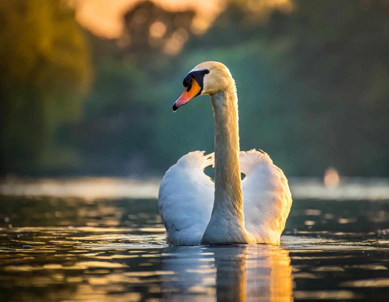 Lovely swan on water in low light photo