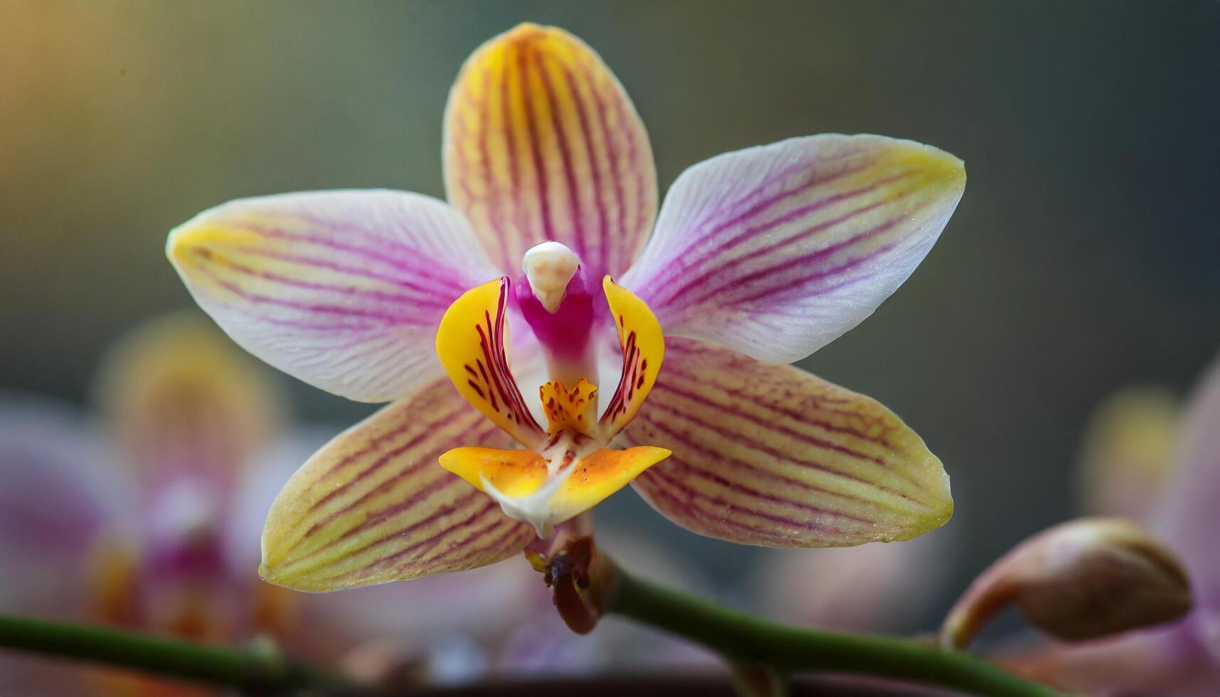 Lovely orchid macro shot photo