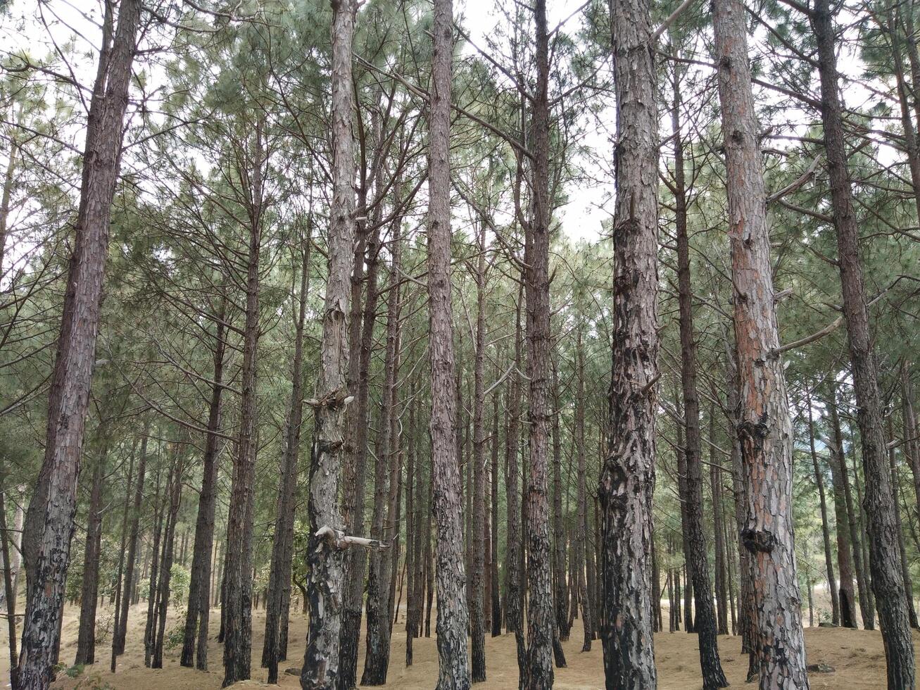 Forest background. Dark forest nature view photo