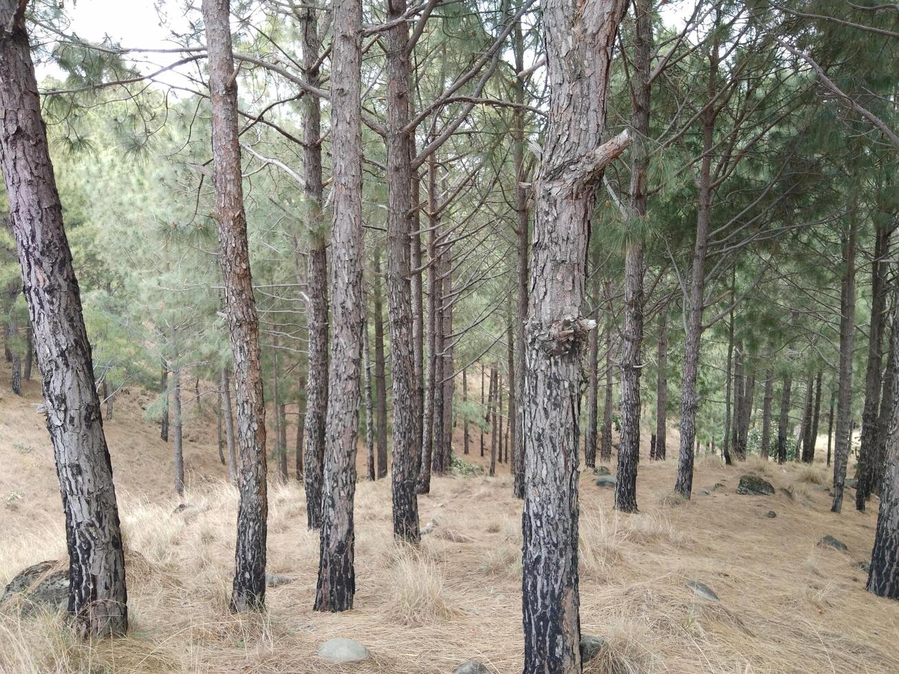 bosque antecedentes. oscuro bosque naturaleza ver foto