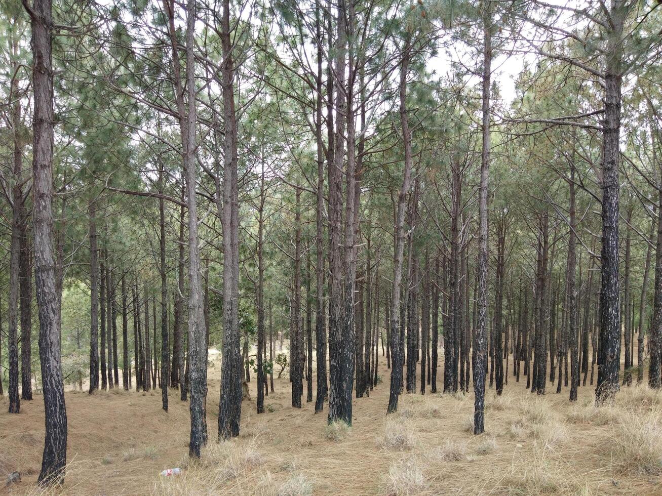 Forest background. Dark forest nature view photo