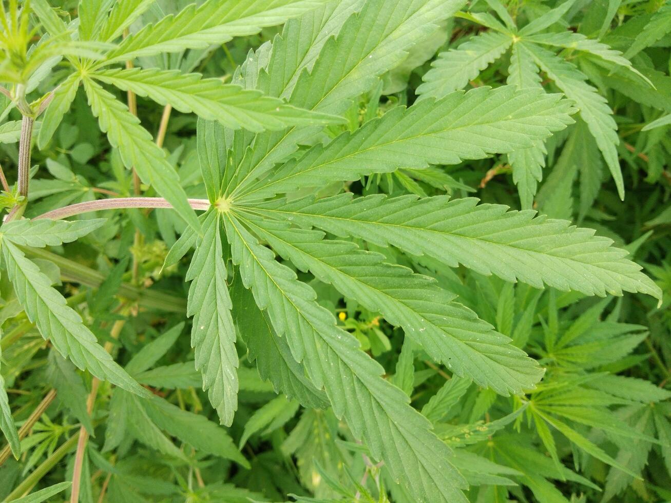 marijuana leaf, cannabis hemp leaf outdoors photo