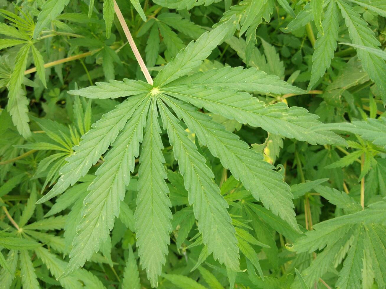 marijuana leaf, cannabis hemp leaf outdoors photo