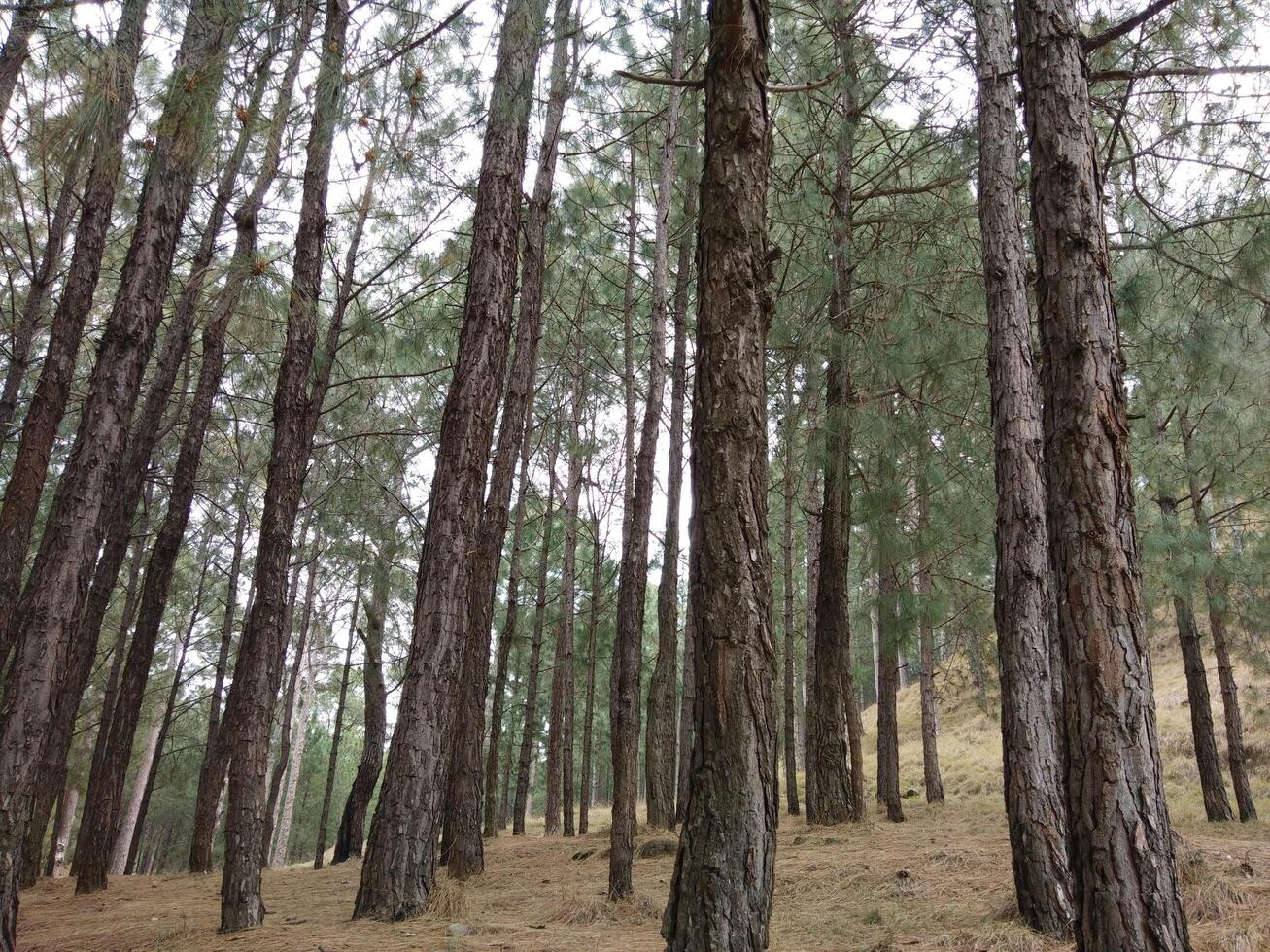 Forest background. Dark forest nature view photo