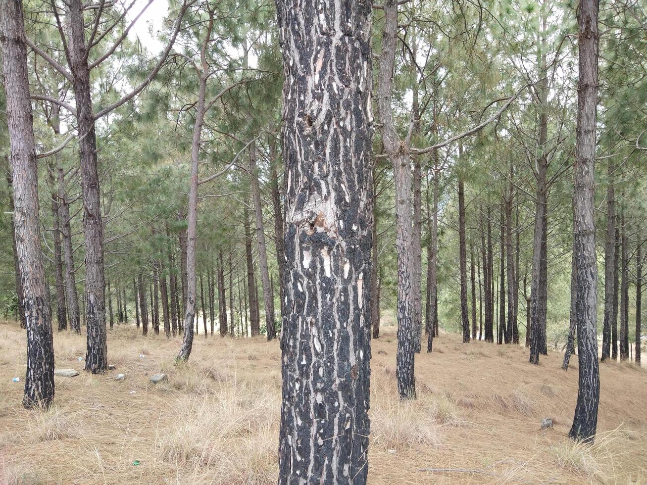 Forest background. Dark forest nature view photo