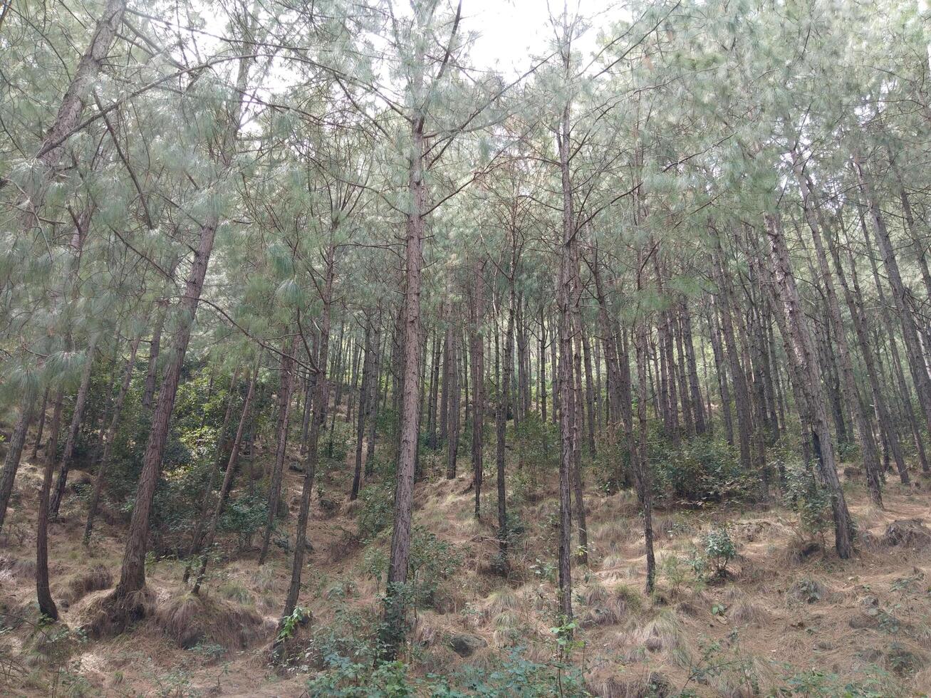 Forest background. Dark forest nature view photo