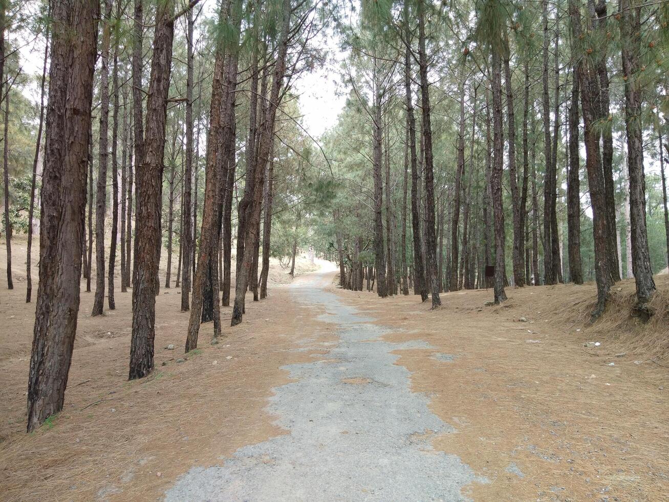 Forest background. Dark forest nature view photo