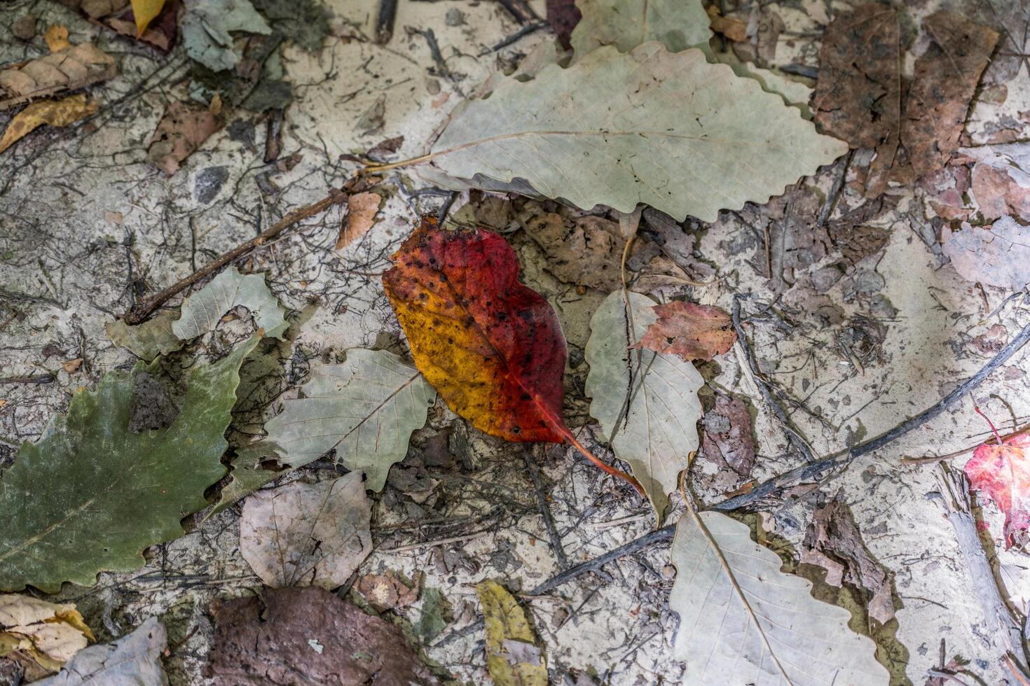 Forest floor abstract photo