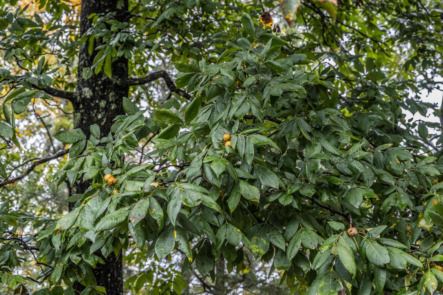 Nut tree with clusters of nuts photo