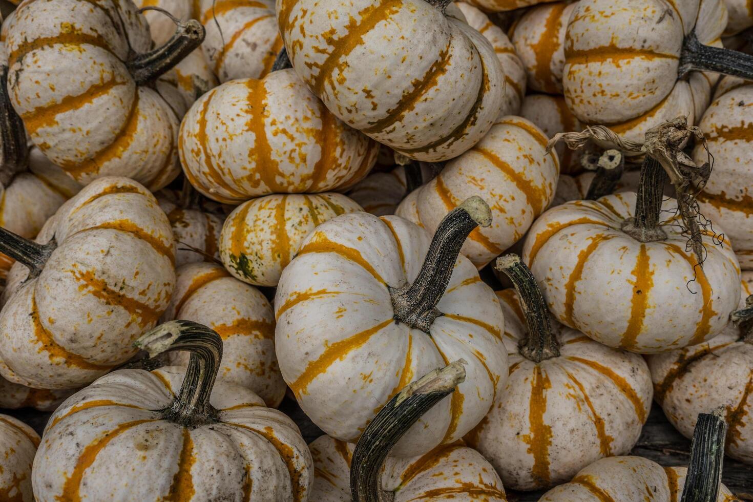 Mini tiger stripe pumpkins photo