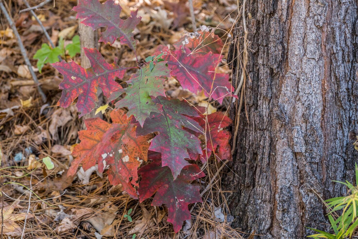 Multicolor leaves on a tree photo