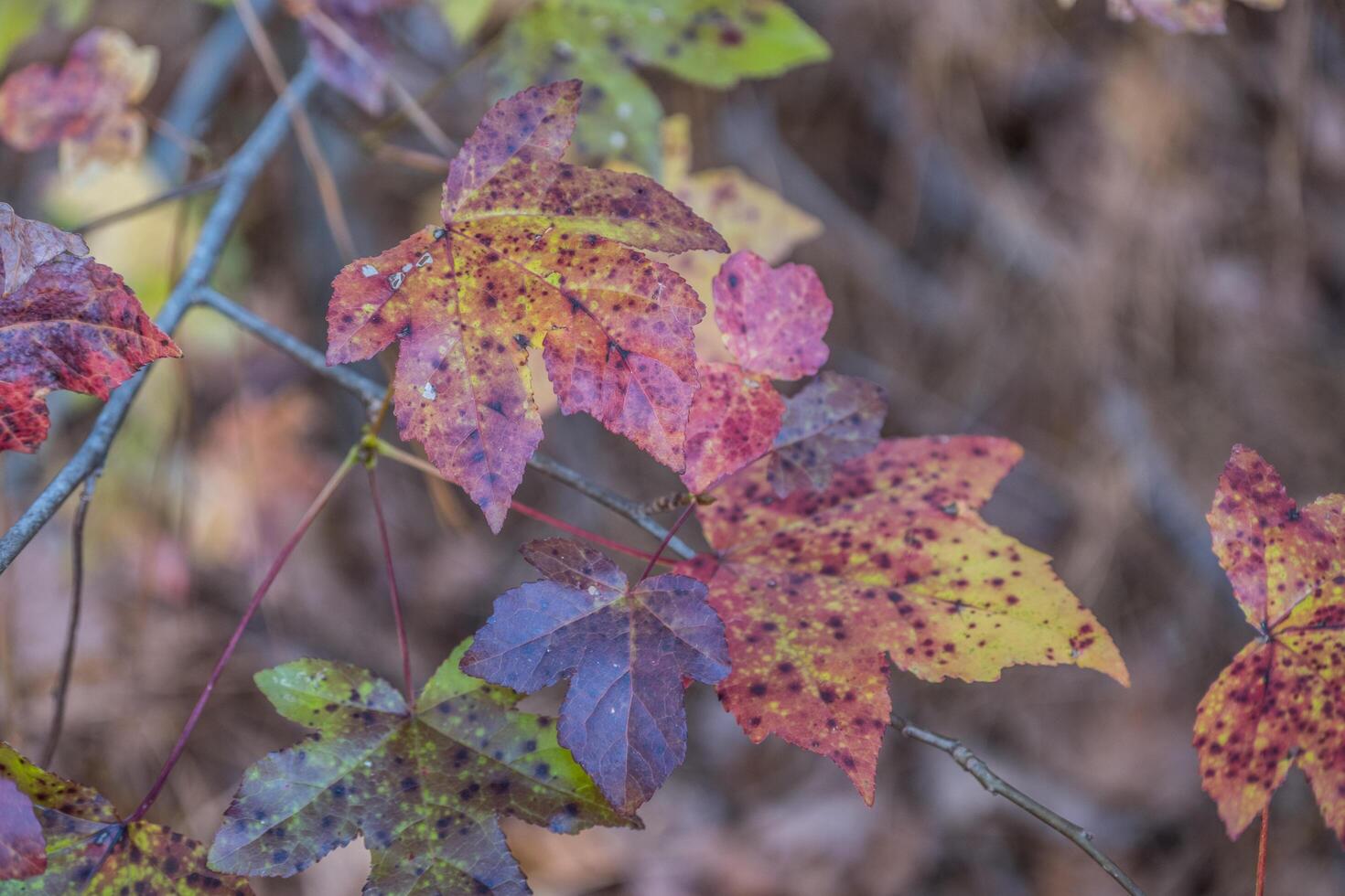 Autumn leaves changing color photo