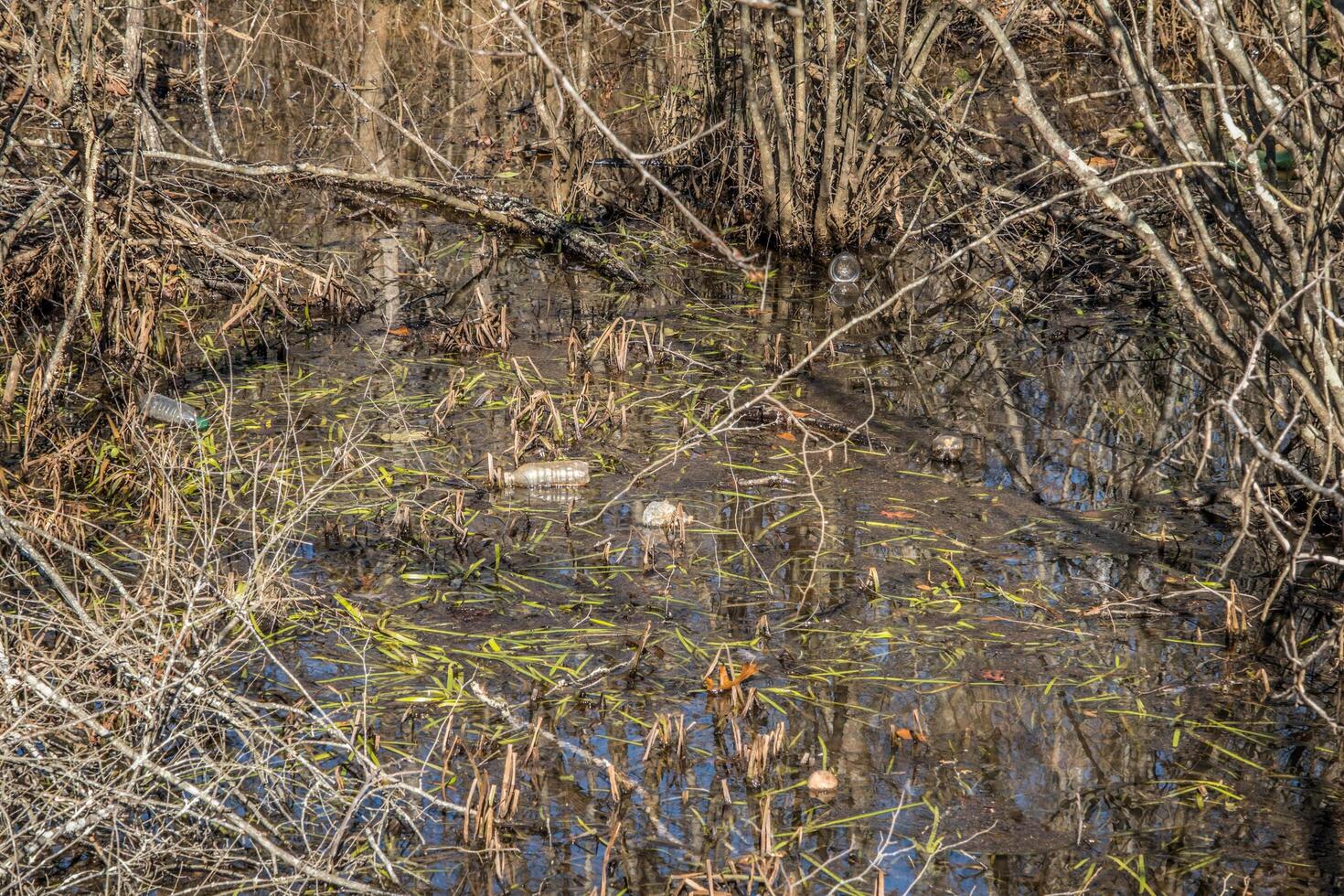 Plastic bottles polluting the creek photo