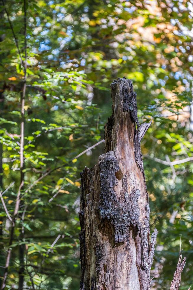 Woodpecker hole in rotting tree closeup photo