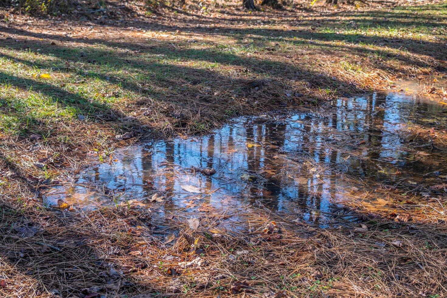 Puddle reflection in the woods photo