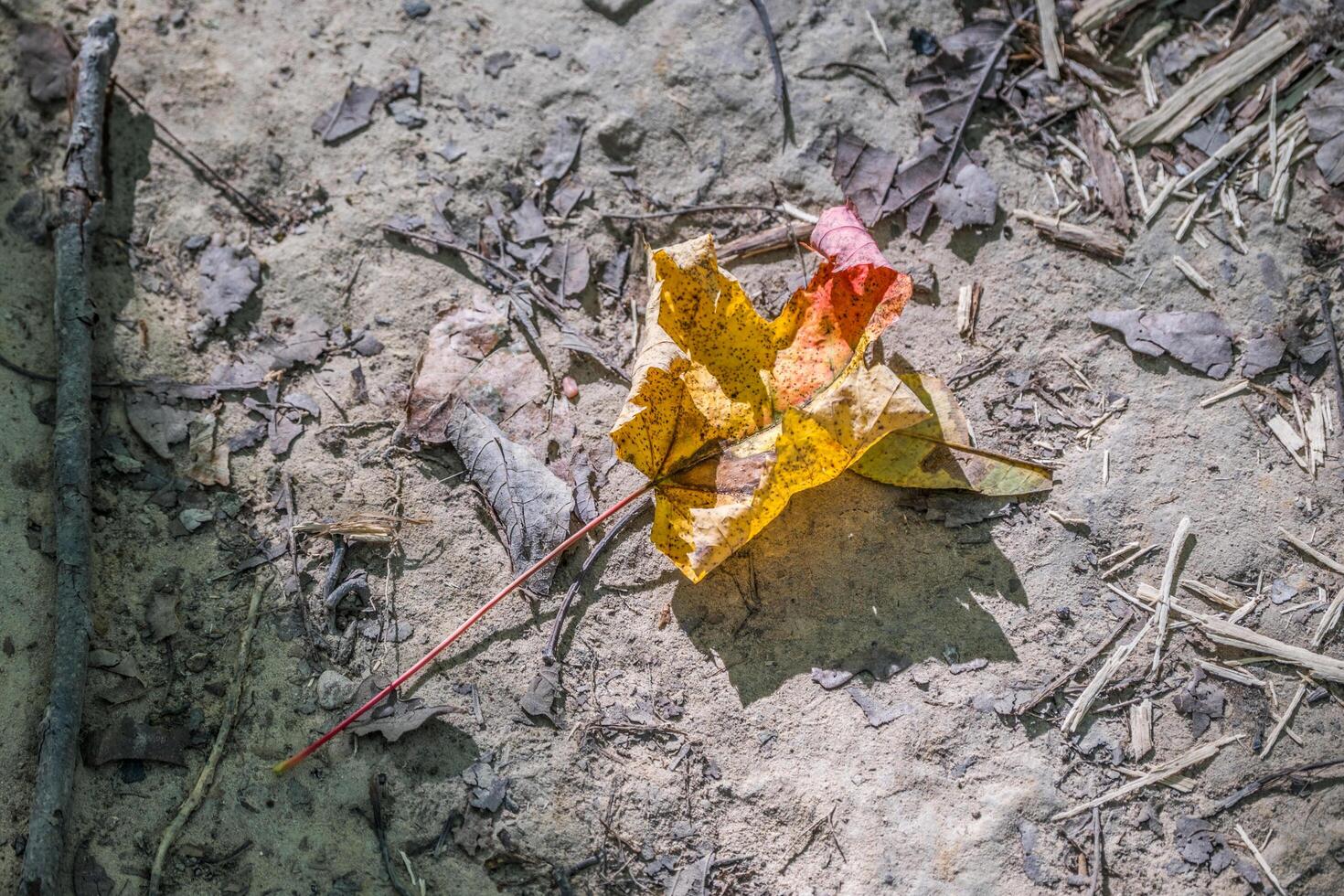Fallen curled autumn leaf photo