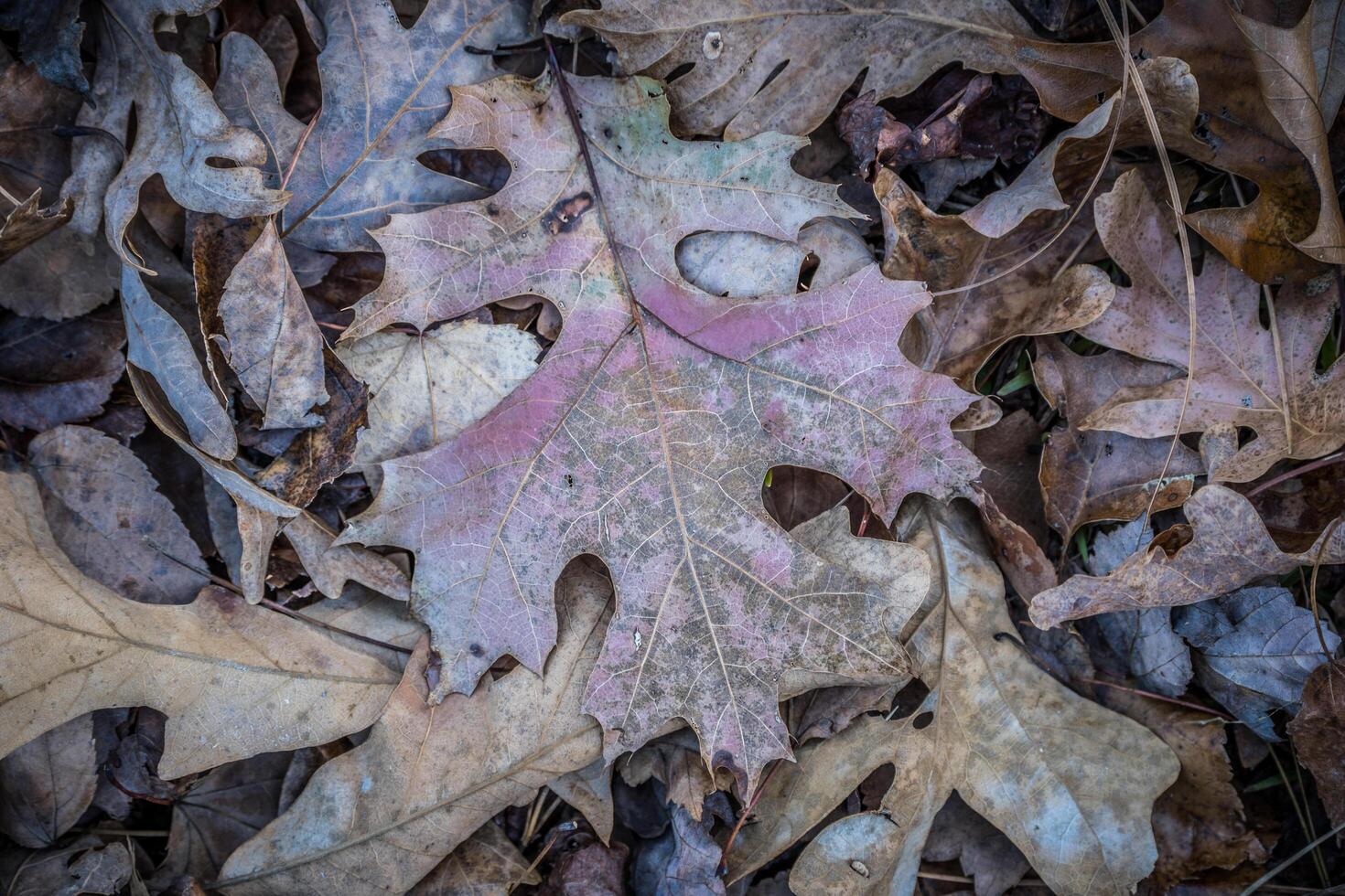 Fallen autumn leaves closeup photo