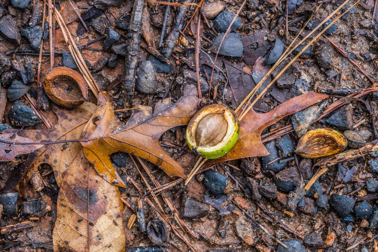 Large nut on the forest ground photo