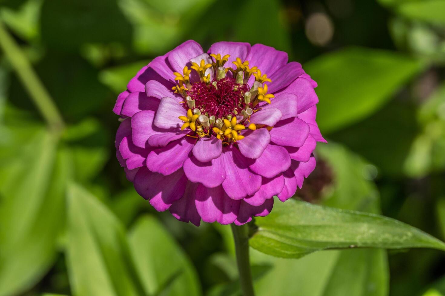 oscuro rosado zinnia en lleno floración foto