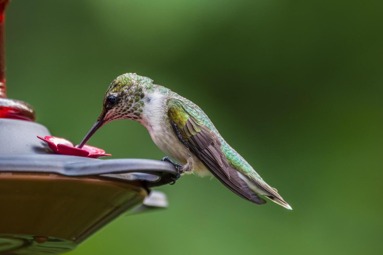 Hummingbird drinking from feeder photo