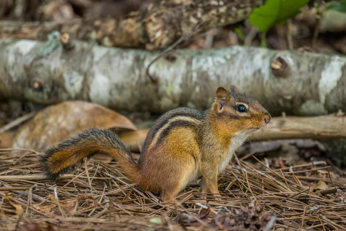 Chipmunk being still in the forest photo