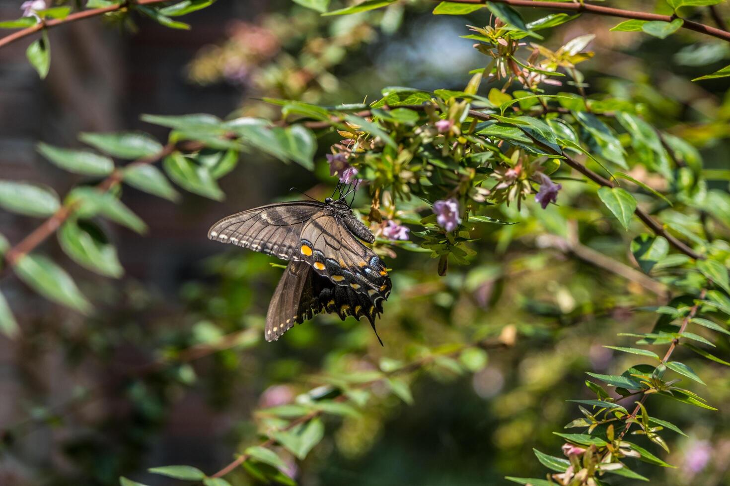 Black swallowtail butterfly on a flower photo