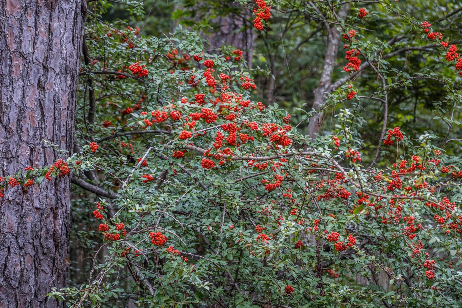 Firethorn bush with red berries photo
