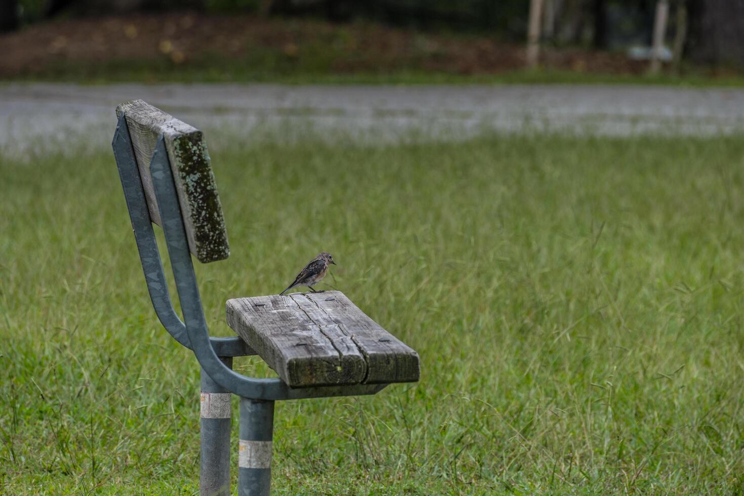 Bird standing on a park bench photo