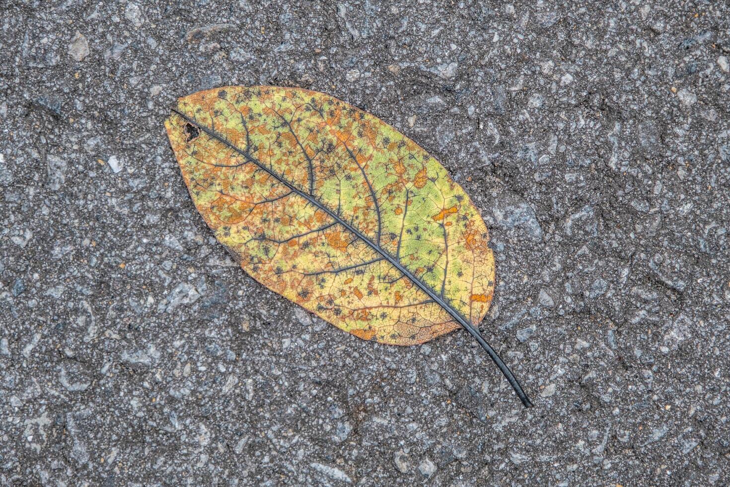 Colorful leaf flat on the asphalt photo