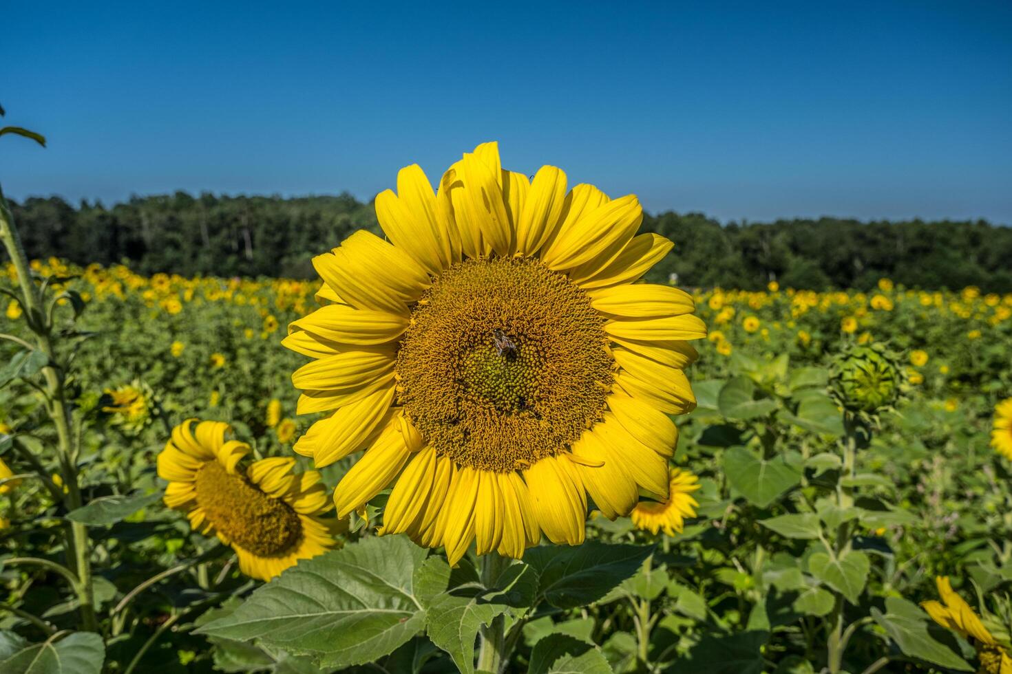 Honeybee on a sunflower pollinating photo