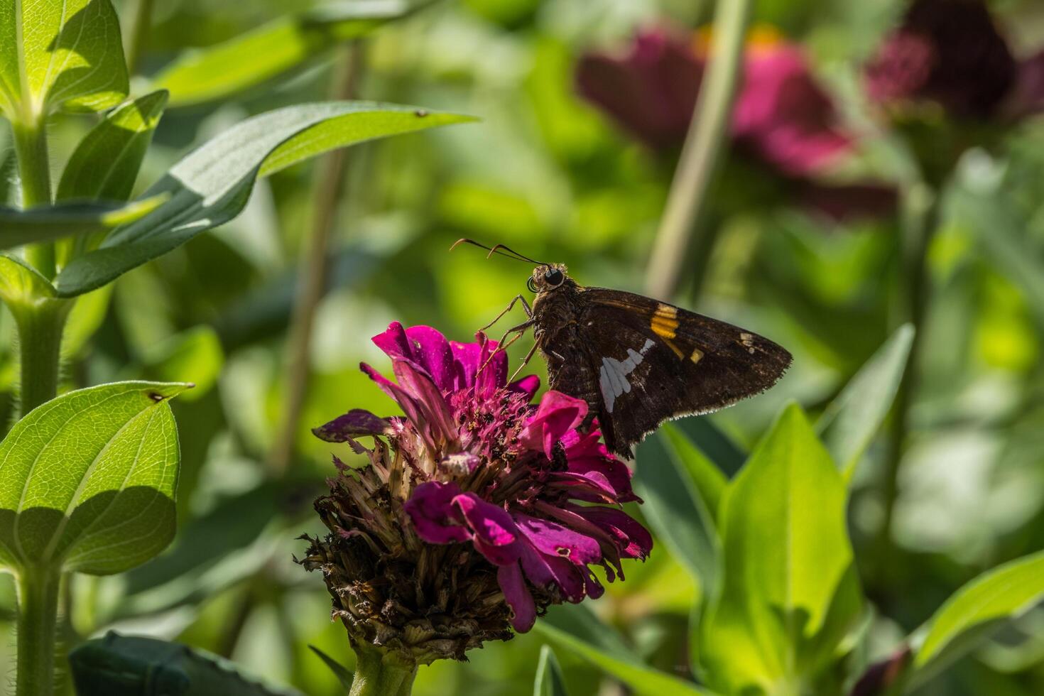 Silver-spotted skipper butterfly photo