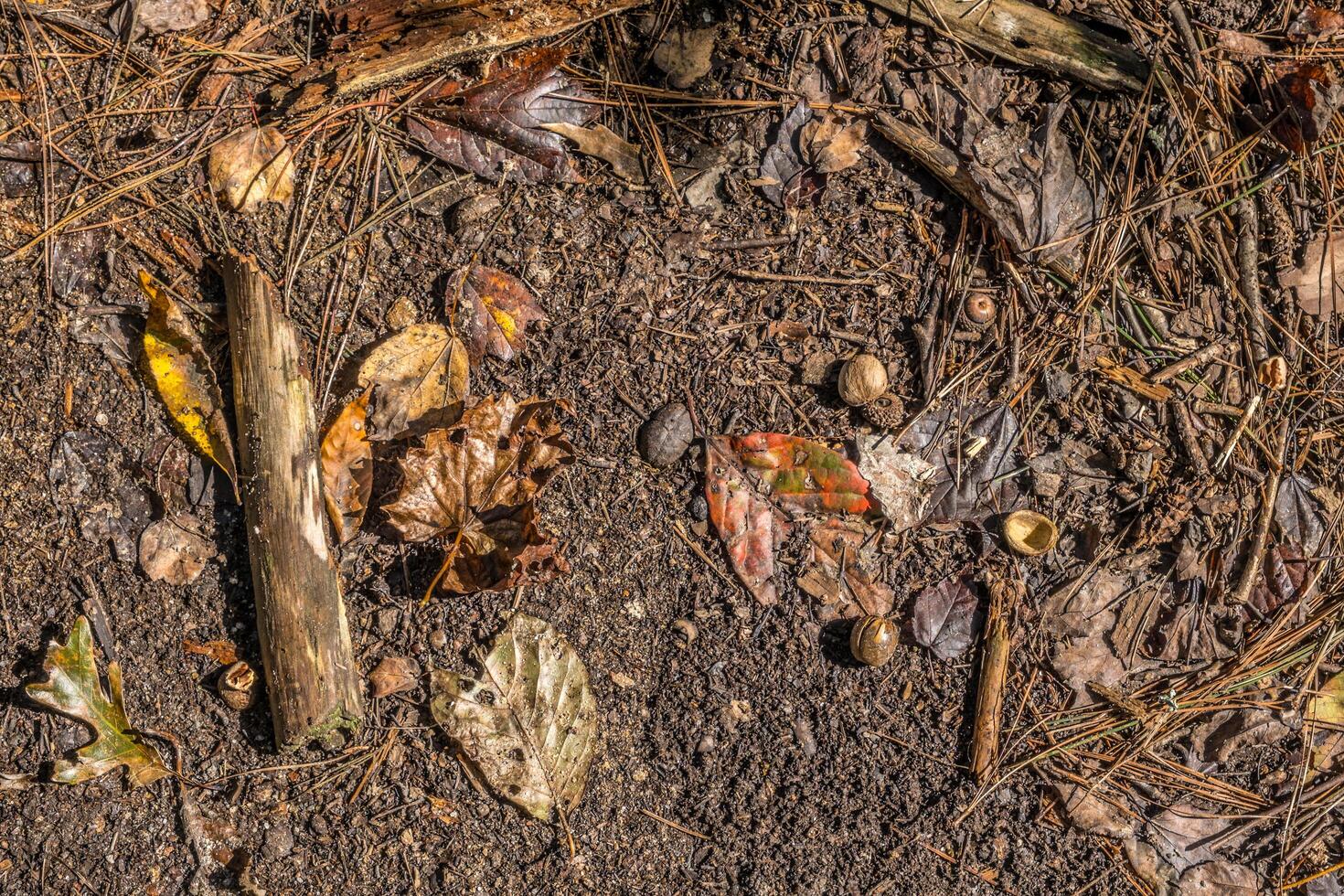 Forest floor in autumn photo