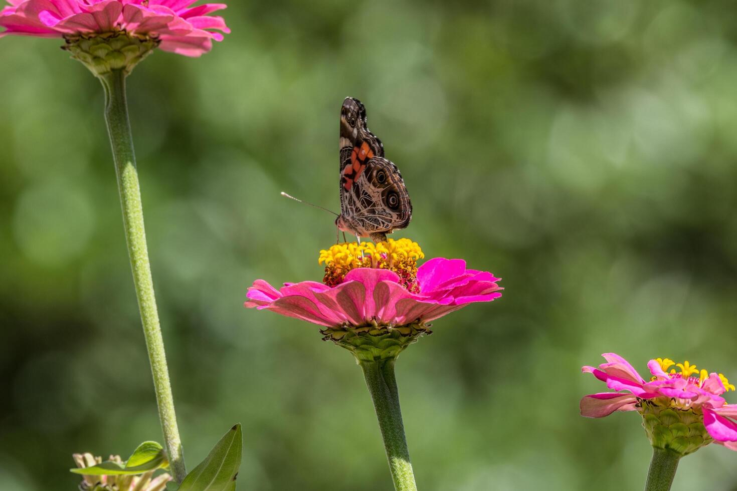 Painted lady butterfly on a flower photo