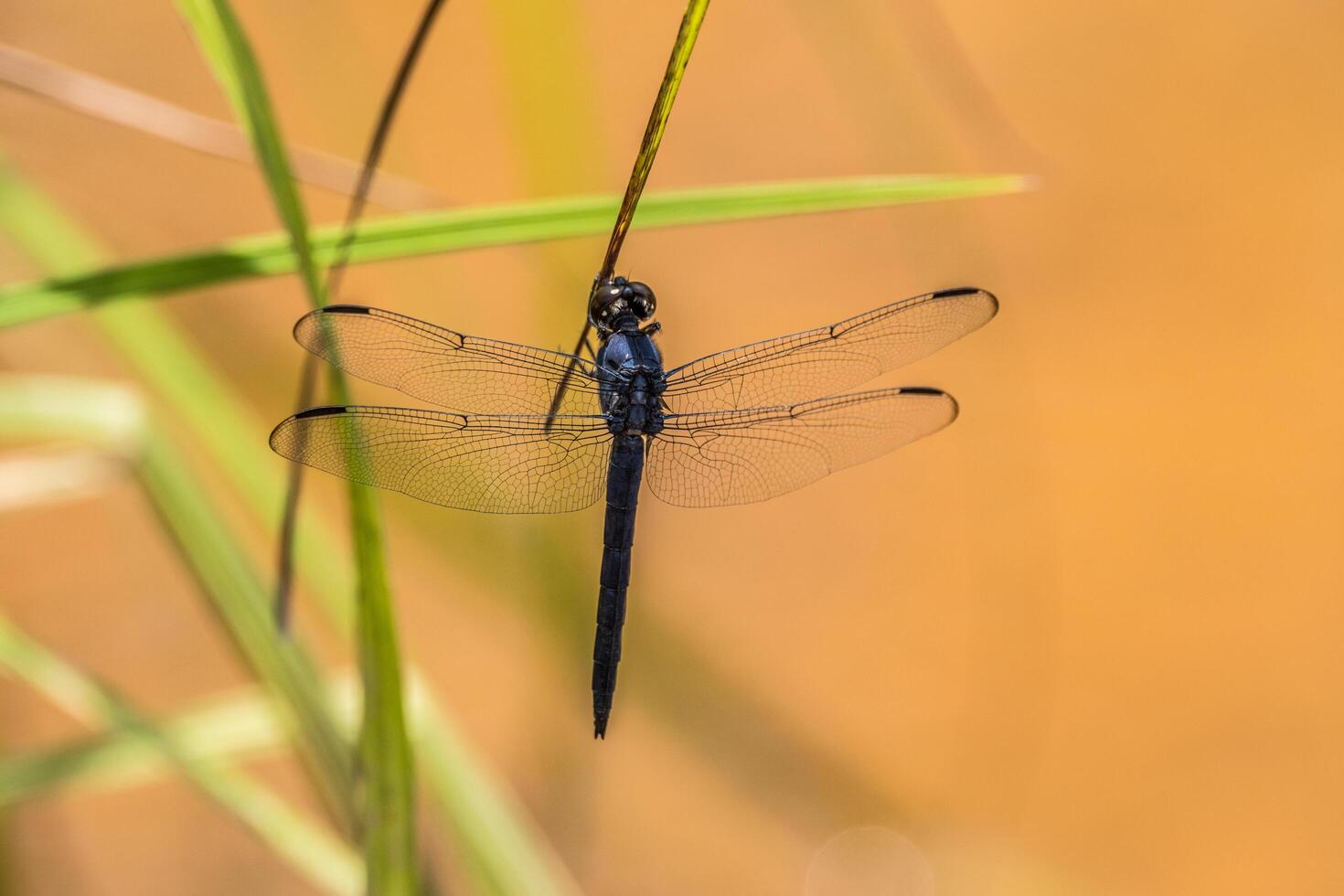 Dragonfly resting on a blade of grass photo