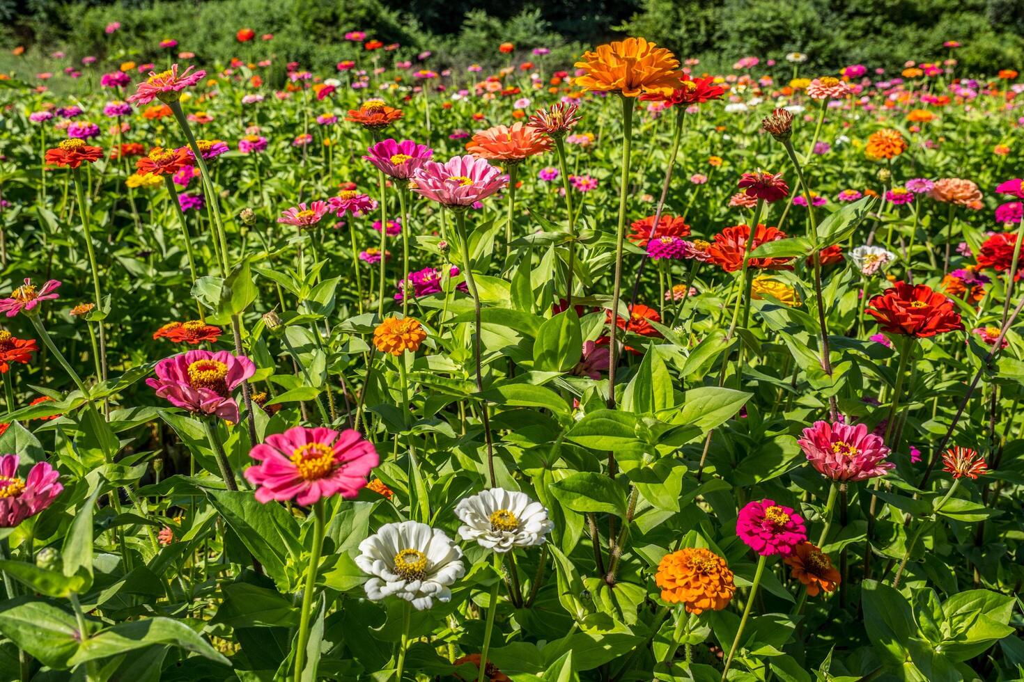 Field full of colorful zinnias photo