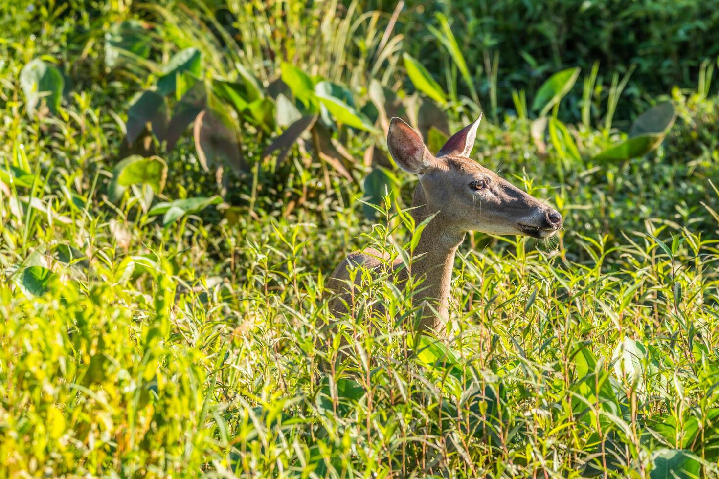 Deer standing in the wetlands photo